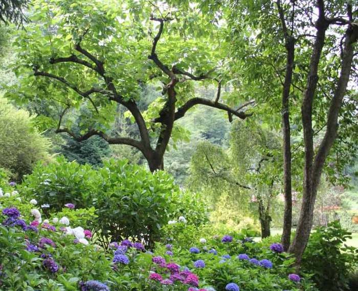 Bushes to plant under trees